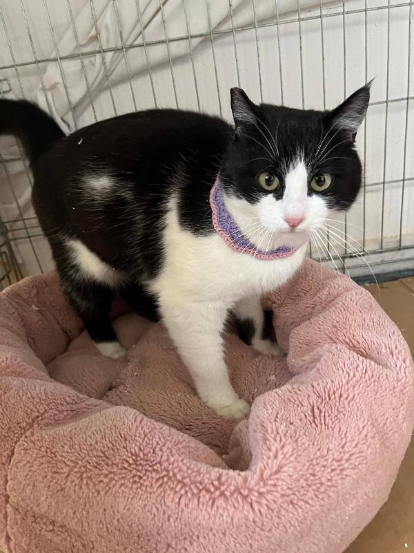 SISSI, giovane gattina super coccolona Foto 3